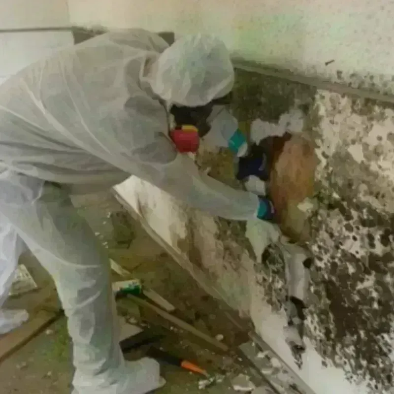 Mold Remediation and Removal in Edgewood, TX